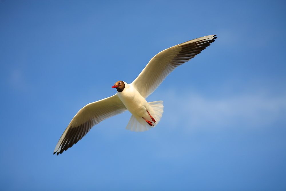 bird in flight